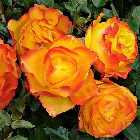 Tequila Rose Seedlings Flower Seeds Perennial Growing Bonsai Corms Tubers Potted Planting Reblooming Fragrant Garden Roots Rhizomes Species Blooms Plant Bulbs Gardening Tree