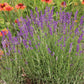 Lavender Hidcote Blue Seed
