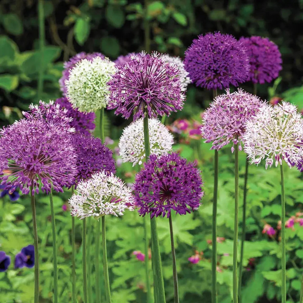 Big Impact Allium Mixture
