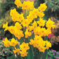 Quail Daffodil