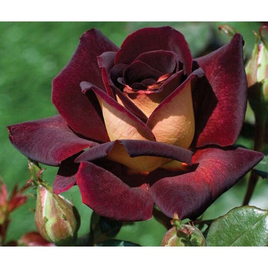 Black Night Rose Seedlings Flower Seeds Perennial Growing Bonsai Corms Tubers Potted Planting Reblooming Fragrant Garden Roots Rhizomes Species Blooms Plant Bulbs Gardening Tree