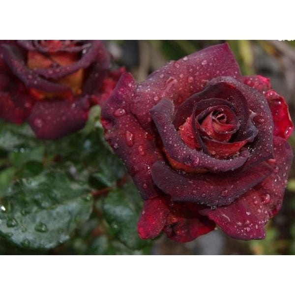 Black Gold Rose Seedlings Flower Seeds Perennial Growing Bonsai Corms Tubers Potted Planting Reblooming Fragrant Garden Roots Rhizomes Species Blooms Plant Bulbs Gardening Tree