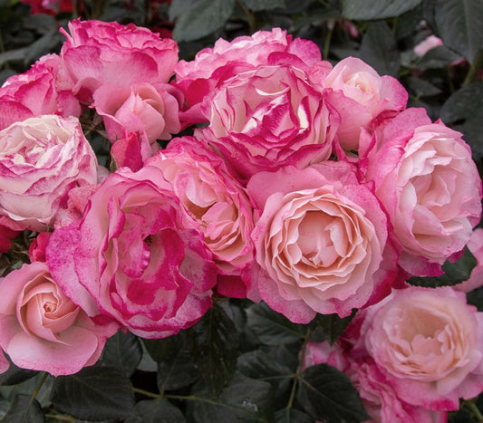 Dolcezza Rose Seedlings Flower Seeds Perennial Growing Bonsai Corms Tubers Potted Planting Reblooming Fragrant Garden Roots Rhizomes Species Blooms Plant Bulbs Gardening Tree