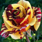 Yellow Red Rose Seedlings Flower Seeds Perennial Growing Bonsai Corms Tubers Potted Planting Reblooming Fragrant Garden Roots Rhizomes Species Blooms Plant Bulbs Gardening Tree