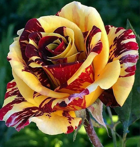 Yellow Red Rose Seedlings Flower Seeds Perennial Growing Bonsai Corms Tubers Potted Planting Reblooming Fragrant Garden Roots Rhizomes Species Blooms Plant Bulbs Gardening Tree