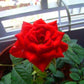 Red Rose Seedlings Flower Seeds Perennial Growing Bonsai Corms Tubers Potted Planting Reblooming Fragrant Garden Roots Rhizomes Species Blooms Plant Bulbs Gardening Tree