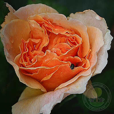 Rosa floriana Rose Seedlings Flower Seeds Perennial Growing Bonsai Corms Tubers Potted Planting Reblooming Fragrant Garden Roots Rhizomes Species Blooms Plant Bulbs Gardening Tree