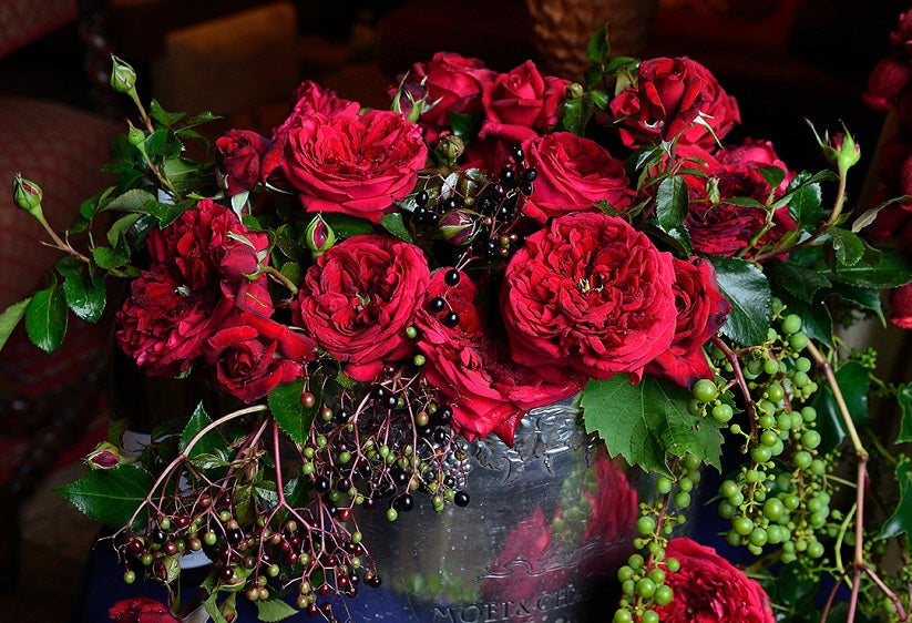 Dracula Rose Seedlings Flower Seeds Perennial Growing Bonsai Corms Tubers Potted Planting Reblooming Fragrant Garden Roots Rhizomes Species Blooms Plant Bulbs Gardening Tree