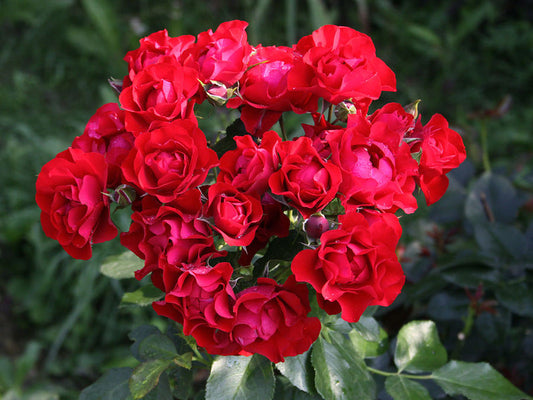 Black Forest Rose Seedlings Flower Seeds Perennial Growing Bonsai Corms Tubers Potted Planting Reblooming Fragrant Garden Roots Rhizomes Species Blooms Plant Bulbs Gardening Tree