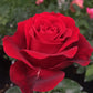 Admiral Rose Seedlings Flower Seeds Perennial Growing Bonsai Corms Tubers Potted Planting Reblooming Fragrant Garden Roots Rhizomes Species Blooms Plant Bulbs Gardening Tree
