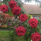 Red Flame Rose Seedlings Flower Seeds Perennial Growing Bonsai Corms Tubers Potted Planting Reblooming Fragrant Garden Roots Rhizomes Species Blooms Plant Bulbs Gardening Tree