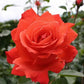 Sash Rose Seedlings Flower Seeds Perennial Growing Bonsai Corms Tubers Potted Planting Reblooming Fragrant Garden Roots Rhizomes Species Blooms Plant Bulbs Gardening Tree