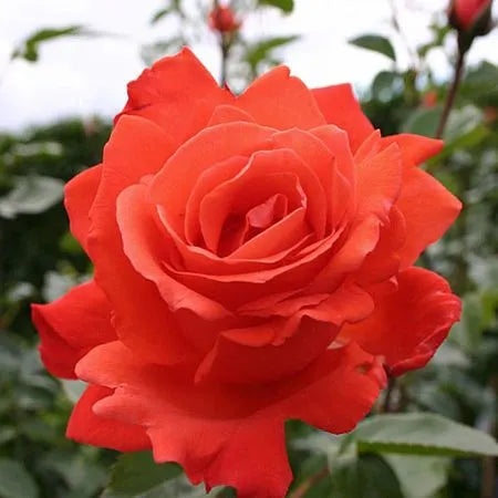 Sash Rose Seedlings Flower Seeds Perennial Growing Bonsai Corms Tubers Potted Planting Reblooming Fragrant Garden Roots Rhizomes Species Blooms Plant Bulbs Gardening Tree