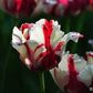 Tulip Bulbs Hot Flowers Rare Variety Yard Garden Fragrant Spring Plants Home Balcony Bonsai Easy to Grow(10 Bulbs Pack)