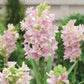 Pink Tuberose Seeds Fragrant Perennial Showy Cut Flowers Deer & Rabbit Resistant Bed Border Patio Container Outdoor