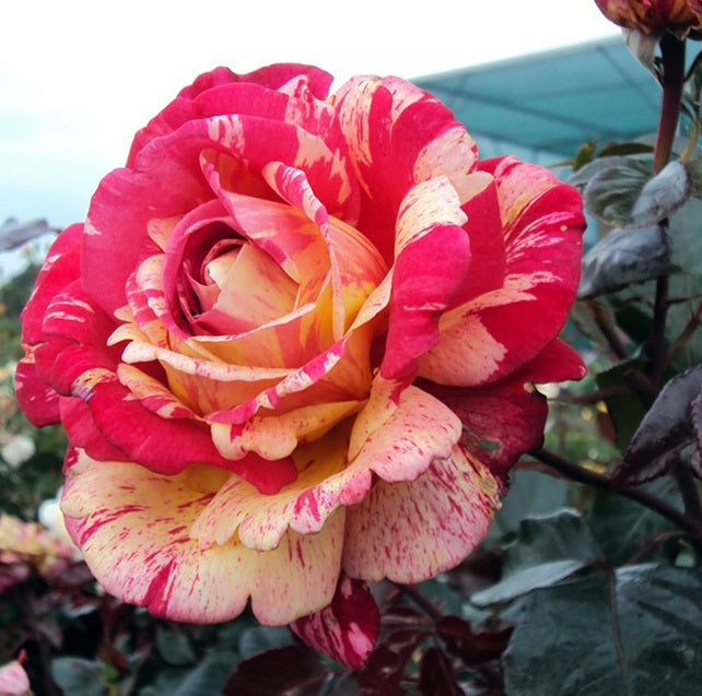 Broceliande Rose Seedlings Flower Seeds Perennial Growing Bonsai Corms Tubers Potted Planting Reblooming Fragrant Garden Roots Rhizomes Species Blooms Plant Bulbs Gardening Tree