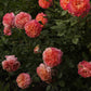 Augusta Luise Rose Seedlings Flower Seeds Perennial Growing Bonsai Corms Tubers Potted Planting Reblooming Fragrant Garden Roots Rhizomes Species Blooms Plant Bulbs Gardening Tree