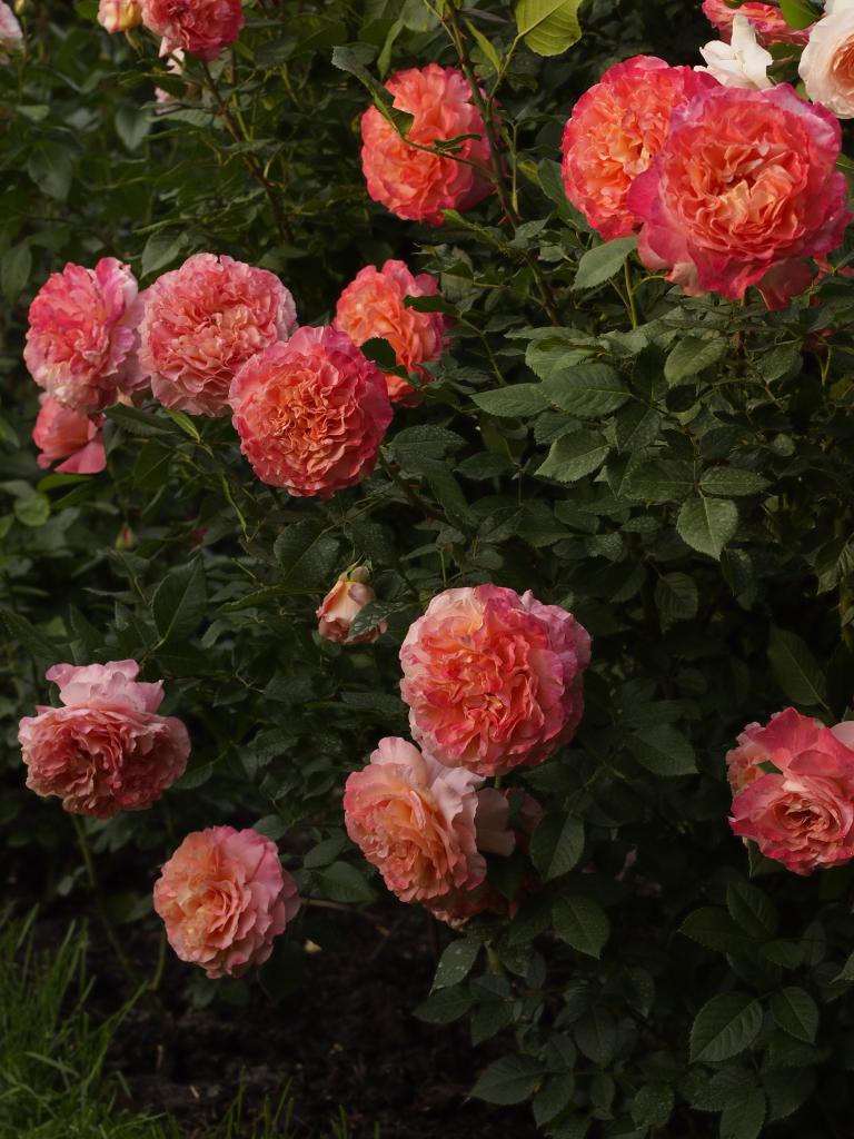 Augusta Luise Rose Seedlings Flower Seeds Perennial Growing Bonsai Corms Tubers Potted Planting Reblooming Fragrant Garden Roots Rhizomes Species Blooms Plant Bulbs Gardening Tree