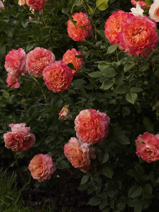 Augusta Luise Rose Seedlings Flower Seeds Perennial Growing Bonsai Corms Tubers Potted Planting Reblooming Fragrant Garden Roots Rhizomes Species Blooms Plant Bulbs Gardening Tree