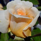 Todi Rose Seedlings Flower Seeds Perennial Growing Bonsai Corms Tubers Potted Planting Reblooming Fragrant Garden Roots Rhizomes Species Blooms Plant Bulbs Gardening Tree