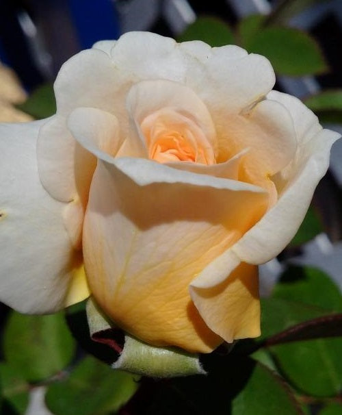 Todi Rose Seedlings Flower Seeds Perennial Growing Bonsai Corms Tubers Potted Planting Reblooming Fragrant Garden Roots Rhizomes Species Blooms Plant Bulbs Gardening Tree