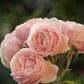 Billet Doux Rose Seedlings Flower Seeds Perennial Growing Bonsai Corms Tubers Potted Planting Reblooming Fragrant Garden Roots Rhizomes Species Blooms Plant Bulbs Gardening Tree