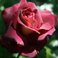 Dark Knigh Rose Seedlings Flower Seeds Perennial Growing Bonsai Corms Tubers Potted Planting Reblooming Fragrant Garden Roots Rhizomes Species Blooms Plant Bulbs Gardening Tree