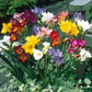 Single/Double Freesias Mix Collection Bulbs Growing Bonsai Roots Rhizomes Corms Tubers Potted Planting Reblooming Fragrant Garden Species Blooms Flower Seeds Plant Gardening