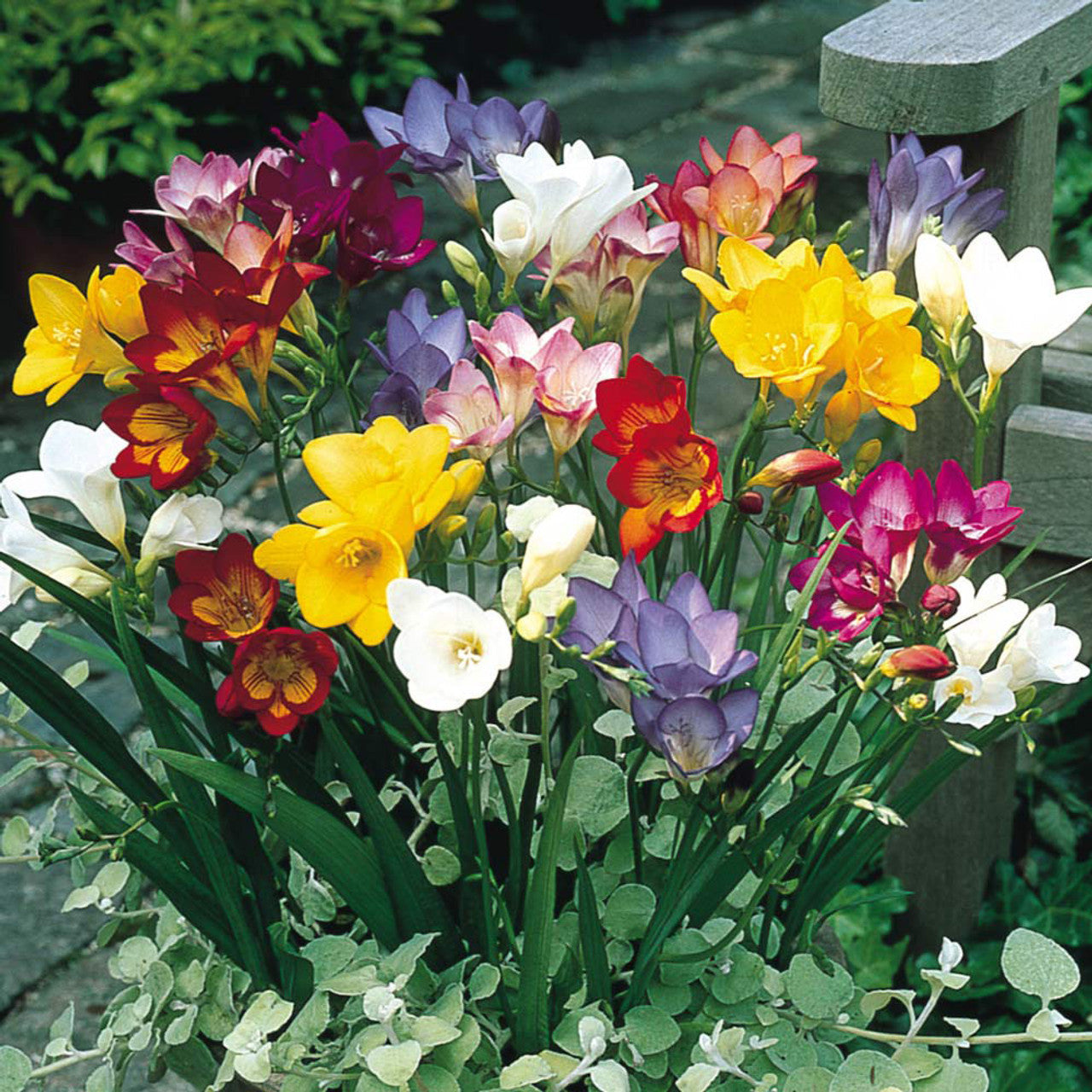 Single/Double Freesias Mix Collection Bulbs Growing Bonsai Roots Rhizomes Corms Tubers Potted Planting Reblooming Fragrant Garden Species Blooms Flower Seeds Plant Gardening