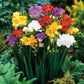 Single/Double Freesias Mix Collection Bulbs Growing Bonsai Roots Rhizomes Corms Tubers Potted Planting Reblooming Fragrant Garden Species Blooms Flower Seeds Plant Gardening