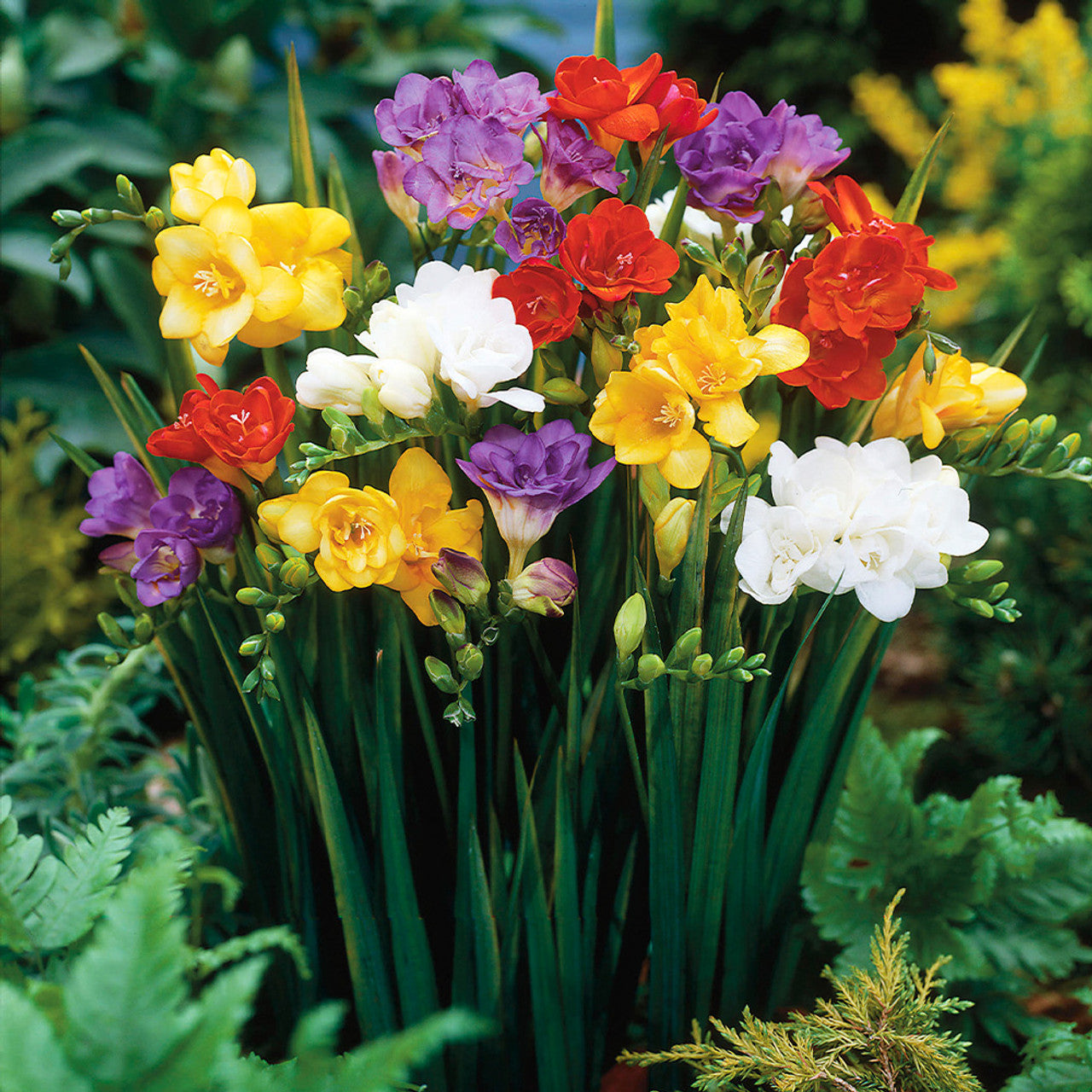 Single/Double Freesias Mix Collection Bulbs Growing Bonsai Roots Rhizomes Corms Tubers Potted Planting Reblooming Fragrant Garden Species Blooms Flower Seeds Plant Gardening