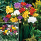 Single/Double Freesias Mix Collection Bulbs Growing Bonsai Roots Rhizomes Corms Tubers Potted Planting Reblooming Fragrant Garden Species Blooms Flower Seeds Plant Gardening