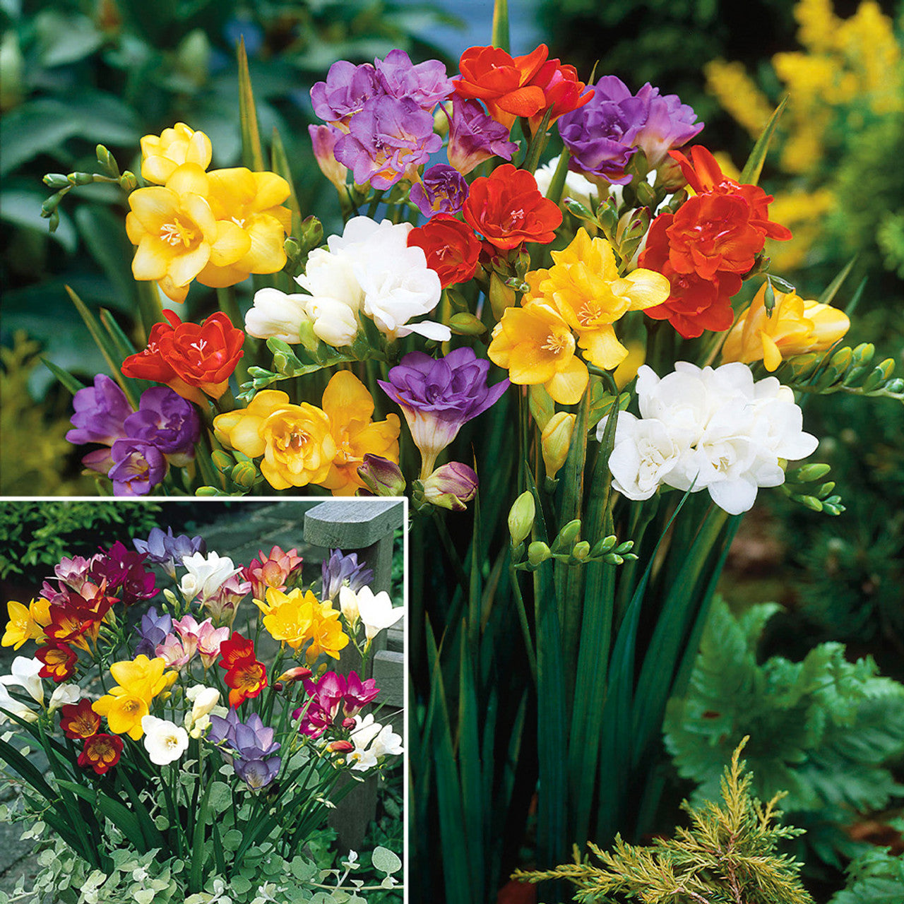Single/Double Freesias Mix Collection Bulbs Growing Bonsai Roots Rhizomes Corms Tubers Potted Planting Reblooming Fragrant Garden Species Blooms Flower Seeds Plant Gardening