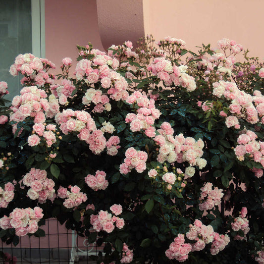 Berenice Rose Seedlings Flower Seeds Perennial Growing Bonsai Corms Tubers Potted Planting Reblooming Fragrant Garden Roots Rhizomes Species Blooms Plant Bulbs Gardening Tree