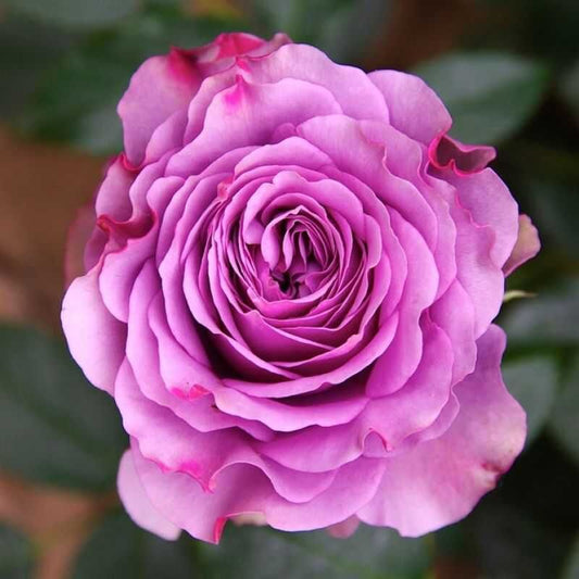 Blue Orkan Rose Seedlings Flower Seeds Perennial Growing Bonsai Corms Tubers Potted Planting Reblooming Fragrant Garden Roots Rhizomes Species Blooms Plant Bulbs Gardening Tree