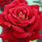 Cleopatra Rose Seedlings Flower Seeds Perennial Growing Bonsai Corms Tubers Potted Planting Reblooming Fragrant Garden Roots Rhizomes Species Blooms Plant Bulbs Gardening Tree