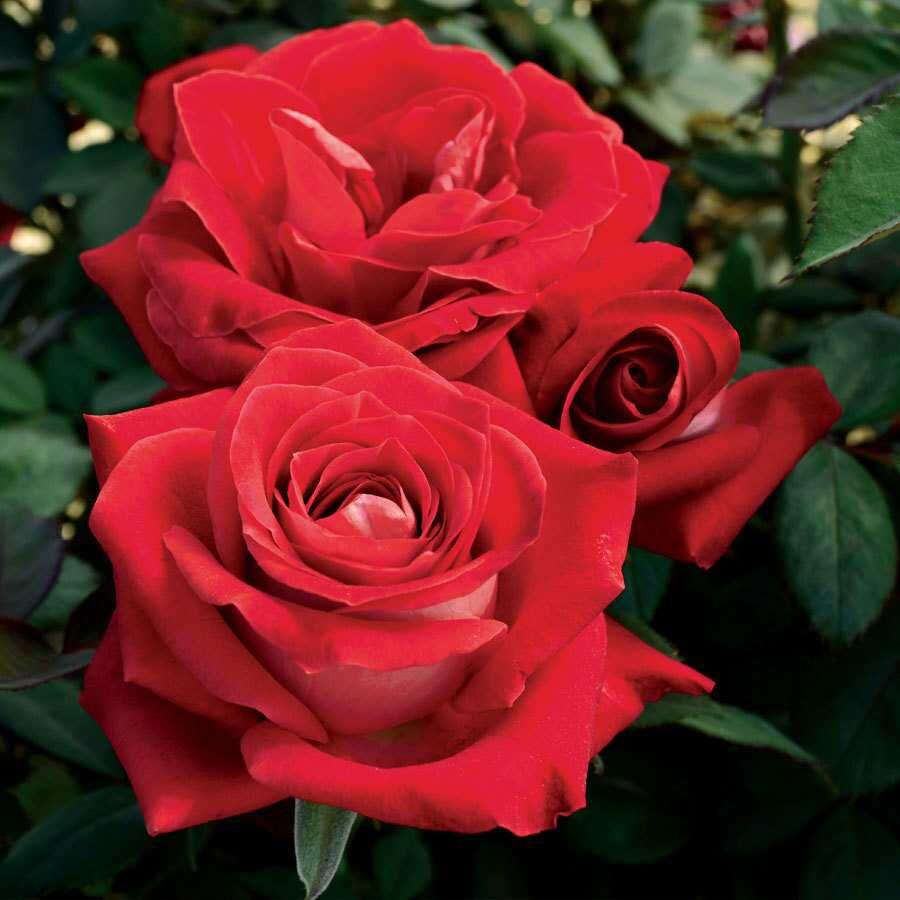 Santa monica California Rose Seedlings Flower Seeds Perennial Growing Bonsai Corms Tubers Potted Planting Reblooming Fragrant Garden Roots Rhizomes Species Blooms Plant Bulbs Gardening Tree