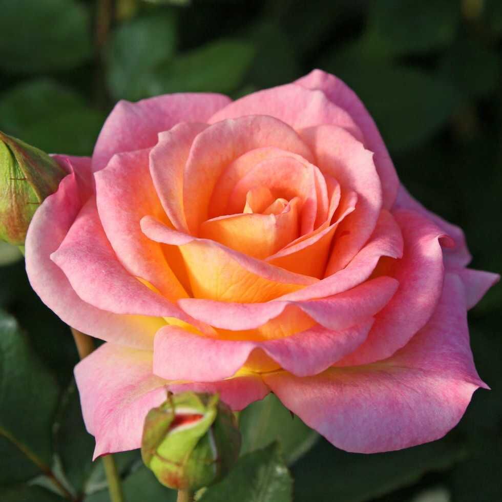 Dekora Rose Seedlings Flower Seeds Perennial Growing Bonsai Corms Tubers Potted Planting Reblooming Fragrant Garden Roots Rhizomes Species Blooms Plant Bulbs Gardening Tree