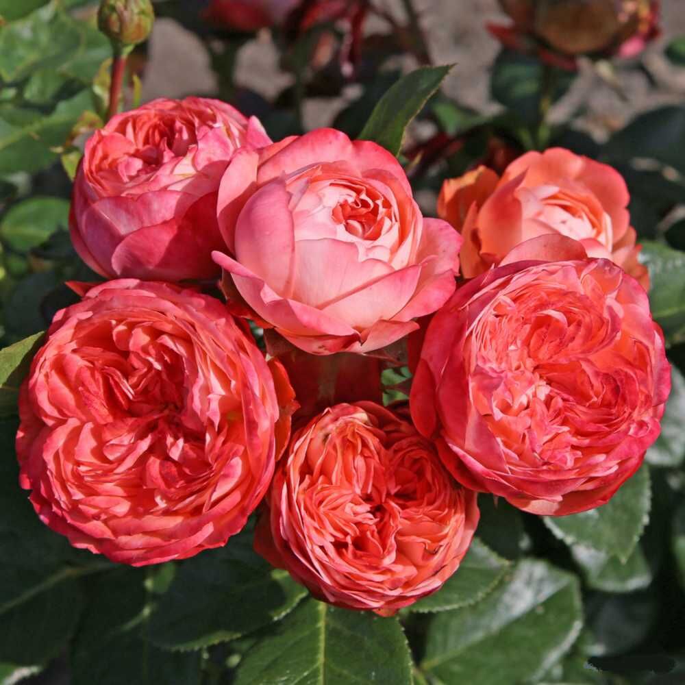 Count of Pompeii Rose Seedlings Flower Seeds Perennial Growing Bonsai Corms Tubers Potted Planting Reblooming Fragrant Garden Roots Rhizomes Species Blooms Plant Bulbs Gardening Tree