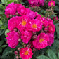 Silhouette perfiumi Rose Plant Seedlings Flower Seeds Perennial Growing Bonsai Corms Tubers Potted Planting Reblooming Fragrant Garden Roots Rhizomes Species Blooms Bulbs Gardening Tree