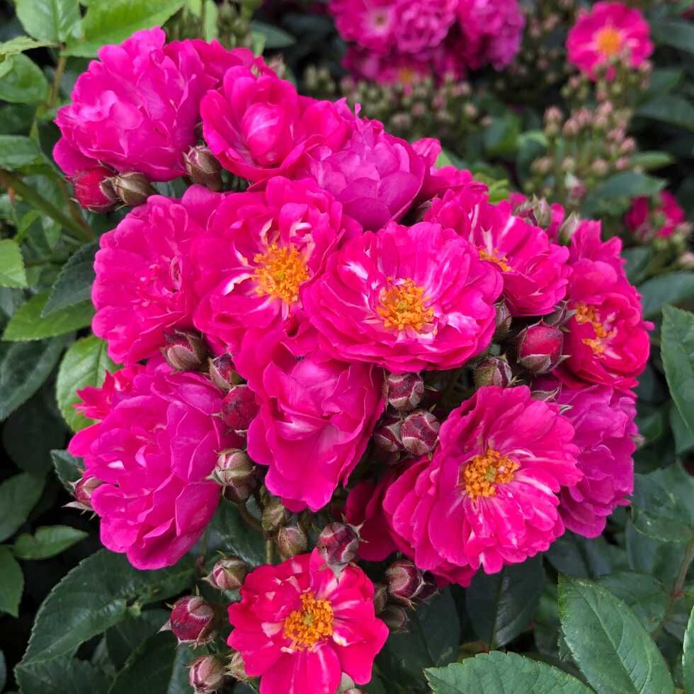 Silhouette perfiumi Rose Plant Seedlings Flower Seeds Perennial Growing Bonsai Corms Tubers Potted Planting Reblooming Fragrant Garden Roots Rhizomes Species Blooms Bulbs Gardening Tree