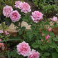 Bienvenue Rose Seedlings Flower Seeds Perennial Growing Bonsai Corms Tubers Potted Planting Reblooming Fragrant Garden Roots Rhizomes Species Blooms Plant Bulbs Gardening Tree