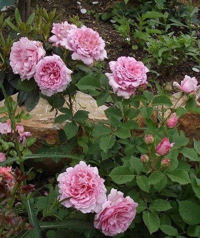 Bienvenue Rose Seedlings Flower Seeds Perennial Growing Bonsai Corms Tubers Potted Planting Reblooming Fragrant Garden Roots Rhizomes Species Blooms Plant Bulbs Gardening Tree