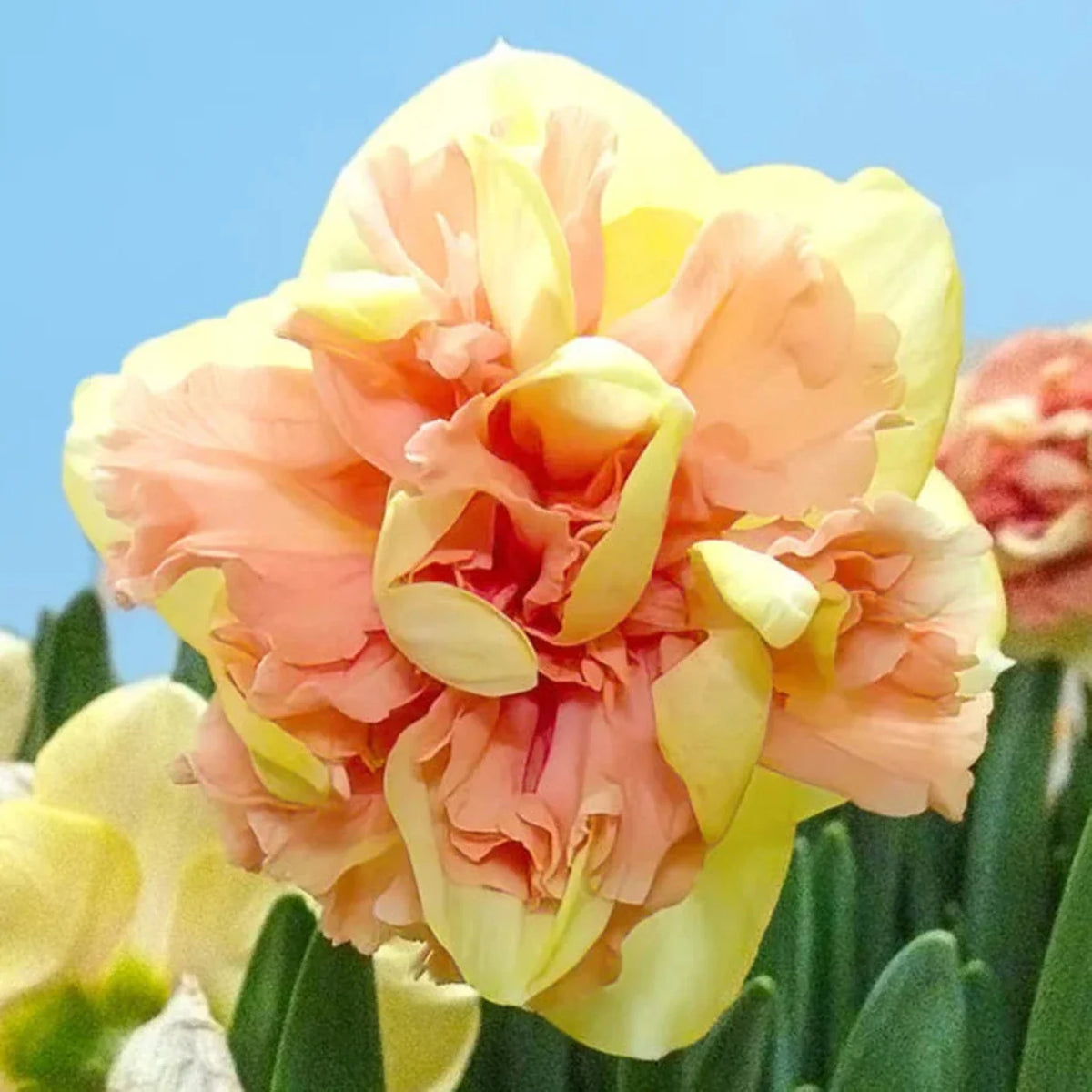 Bellabombe Daffodil