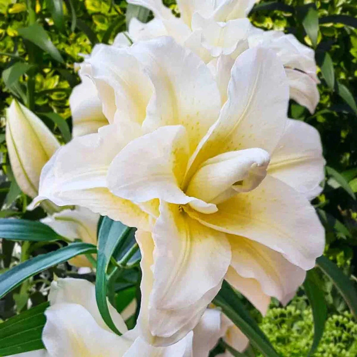 Ludwina Roselily