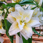 Ludwina Roselily