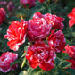 Rainbow Rose Seedlings Flower Seeds Perennial Growing Bonsai Corms Tubers Potted Planting Reblooming Fragrant Garden Roots Rhizomes Species Blooms Plant Bulbs Gardening Tree