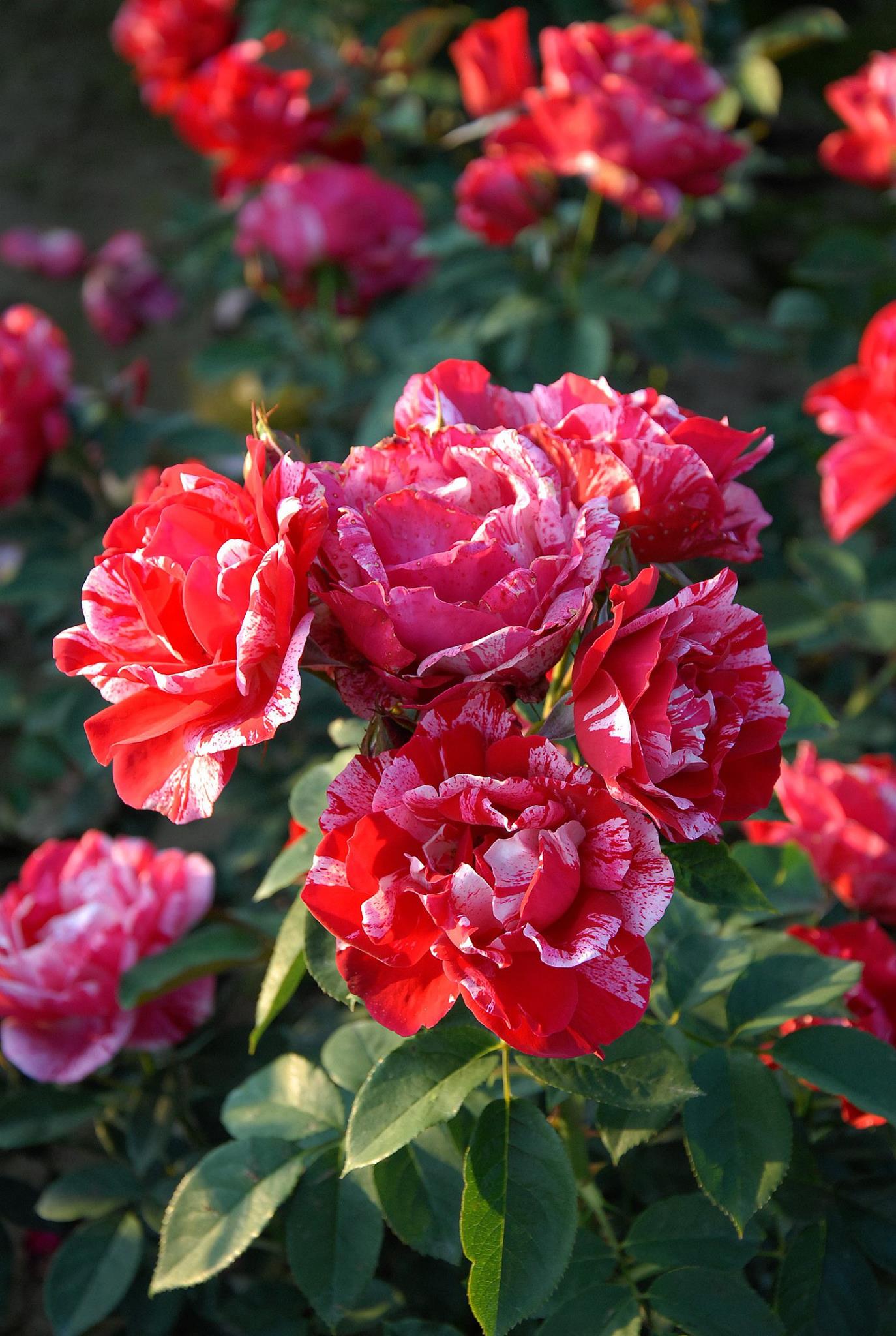 Rainbow Rose Seedlings Flower Seeds Perennial Growing Bonsai Corms Tubers Potted Planting Reblooming Fragrant Garden Roots Rhizomes Species Blooms Plant Bulbs Gardening Tree