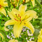 Gold Party Oriental Carpet Border Lily