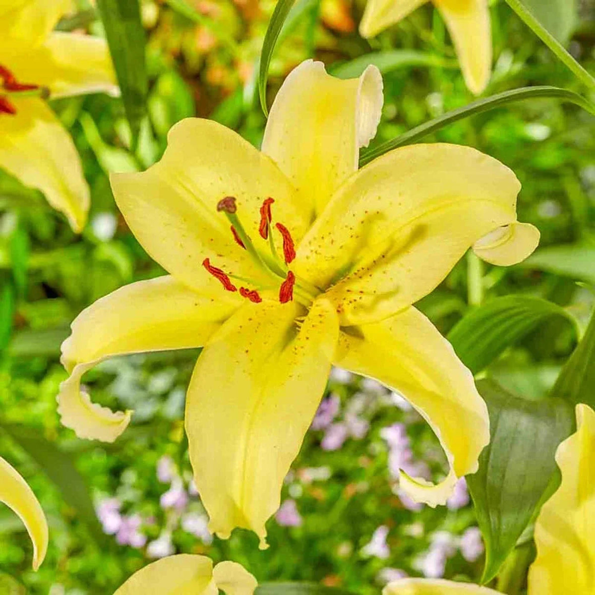 Gold Party Oriental Carpet Border Lily